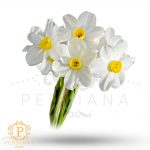 Narges Flower - گل نرگس dubai