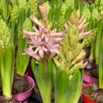 گل سنبل-hyacinth flower